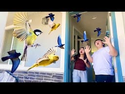 BIRDS are moving into OUR HOUSE!