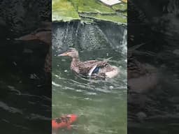 Hen Mallard Sippin pond water ￼
