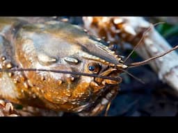 Catching Giant Crayfish And YELLOWBELLY On My Fishing Rod