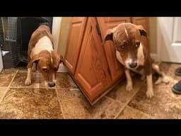He’s severe scared and stays frozen in fear What he’s been through was a nightmare heartbreaking!