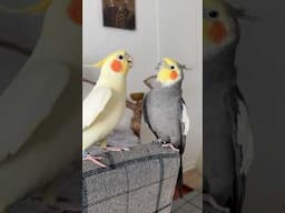 Cockatiel Parrot Singing to His Friend | BirdNerdSophie #cockatiel #parrot #birds