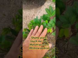 Mimosa pudica (Shame plant, touch me not) #gardening #viralvideo