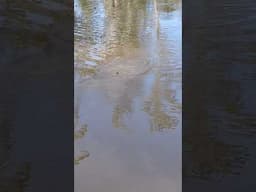 Olha essa traíra na isca artificial! #pesca #traíras #iscaartificial