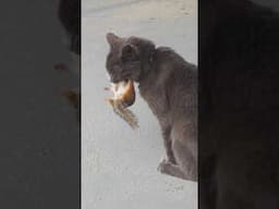 Cat Brings Home the Strangest Surprise!