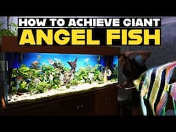 AMAZING ANGEL FISH COLLECTION | AQUARIUM TOUR