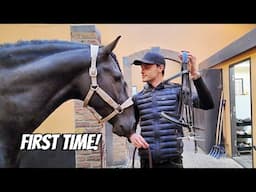 MY 3 YEAR OLD STALLION TAKES THE NEXT STEP