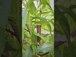 Peach Tree Pruning Regrowth. #fruittree #food #garden