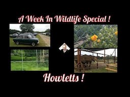 A Week In Wildlife Special ! Howletts !