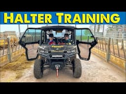 Live Halter Training The Pet Calf