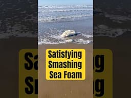 Smashing HUGE Sea Foam is SO SATISFYING! #nature #satisfying #shorts