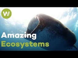 The mesmerizing creatures of Baja California, Mexico (Full Documentary)