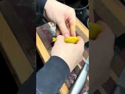 Mango Tree from Seed in 60 Seconds!