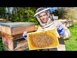 What is Beekeeping? - Preparing for my biggest honey harvest