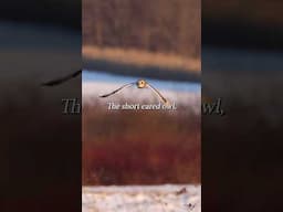 Short-Eared Owl vs Northern Harrier #wildphotography #canonr5markii #canonrf200800