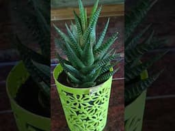 ✨zebra plant growing 🪴#shorts #gardening #plants #howtogrowbeans