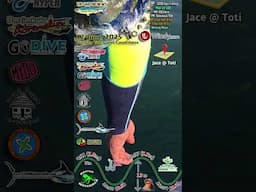 Incredible SARDINE RUN 2025 Video From The Boat by JACE and Crew #sardinerun2025