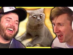 30 minutes of funny cat videos to make your day