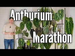 4.5 Years of growing Anthurium: Watch My Collection evolve