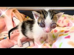 Oh dear...we rescued ANOTHER kitten with bad eyes!