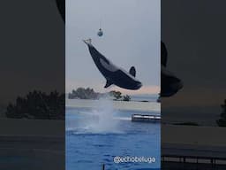 Stella's looping kick is one of the most amazing things you can see at an orca show 💯