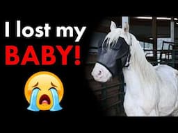 Nenah's Tooth-Ache I Horse Shelter Heroes I S6 E11
