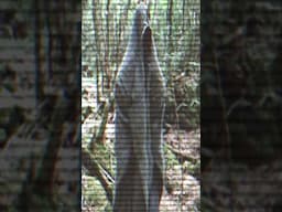 The Dark Truth Behind Japan's Suicide Forest