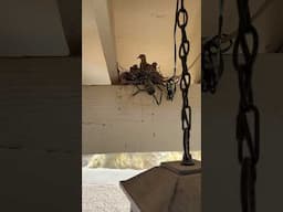 Mother dove and her babies