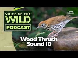 Episode 1: Wood Thrush - Voice of the Wild