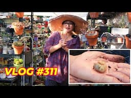 Planting Succulents in GRUB Infested Soil  | VLOG #311- Growing Succulents with LizK