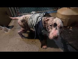 Scared Dog With Many Sores On His Body...He Never Felt Love!