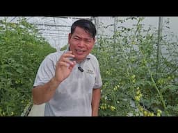 CHERRY TOMATO, FULL PACK ANG BUNGA #farming #farmer #gardening #farm