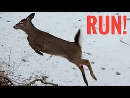 Did something vicious spook this deer?