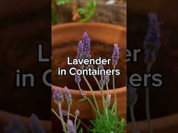 Container Lavender Tips That Work