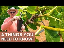 Fig Tree Spring Care: What you MUST Do Now!