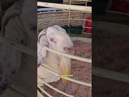 What Experts Know About Savanna Goat Hardiness in Livestock Farming