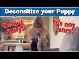 Desensitization Training for Your Chihuahua #sweetiepiepets #chihuahua #puppytraining #dogtraining