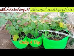4 tricks to save dying plant \Hidden Gardening Secrets Finally Revealed
