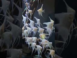 BEAUTIFUL ALBINO DANTUMS #angelfish #youtubeshorts #shorts