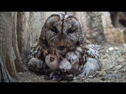 Baby Tawny Owls Hatch And They're Gorgeous ❤🦉 | Luna & Bomber | Robert E Fuller