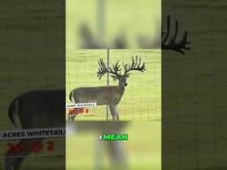 One deer farms stalker buck is another farms breeder buck #deer
