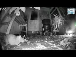 Huge Rat Falls For The Trap