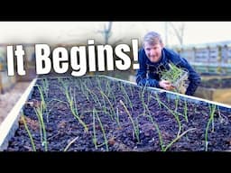 The BIG Plant Out Begins! Allotment Gardening UK