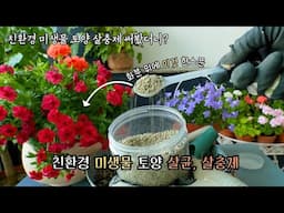 [4K] 미생물 한 스푼의 힘! 3주간의 놀라운 변화와 결과 공개✅친환경 미생물 토양 살충제 사용전,후 비교 /뿌리파리, 응애, 진딧물 미생물 토양 살충제 실험 리얼 후기