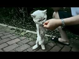 A stray cat, thin as a leaf ready to collapse anytime, transformed incredibly under loving care.