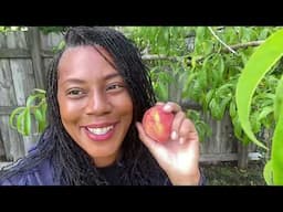 June Garden Tour What's Growing in My Dream Garden? Tour & Harvest 2025