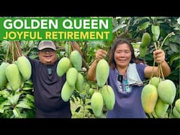 Golden Queen Mango: Celebrating Joyful Retirement Moments and Pastime Adventures!