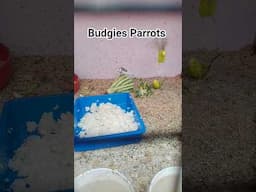 Budgies Parrots #budgies #parrot #birds #birdbreeding
