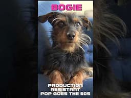 Bogie At the Hair Salon
