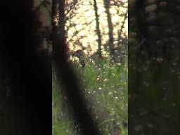 Hen comes into our decoys