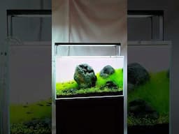 ADA 60P Iwagumi Aquarium